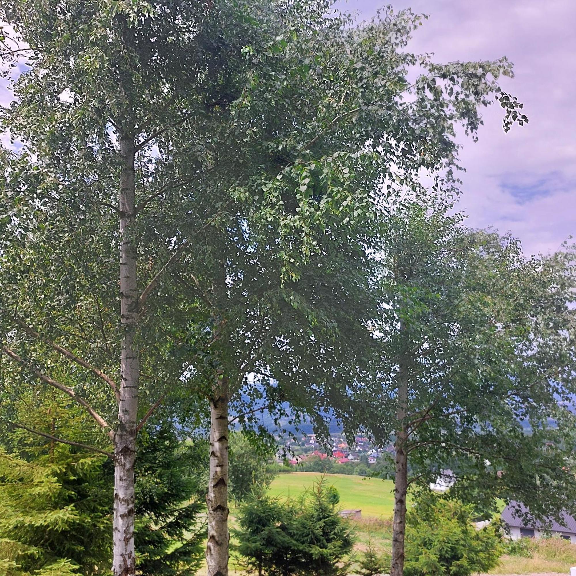 Swierkowy Zakatek U Bacy Ferienhaus Wieprz (Zywiec)